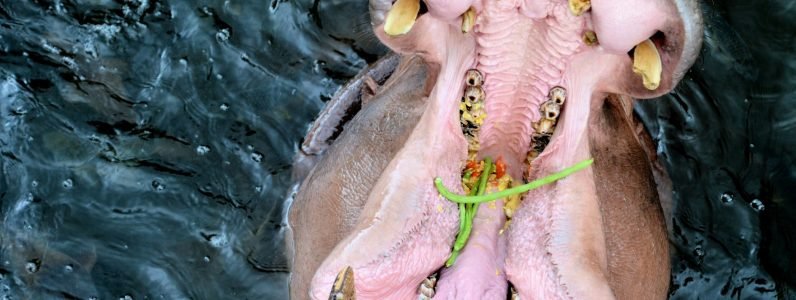 a-hippopotamus-in-the-water-with-its-mouth-open---hydra-facial-bethesda