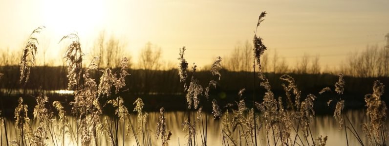 elevating-wellness--rejuvenate-spa-services--tranquil-environment-in-chevy-chase