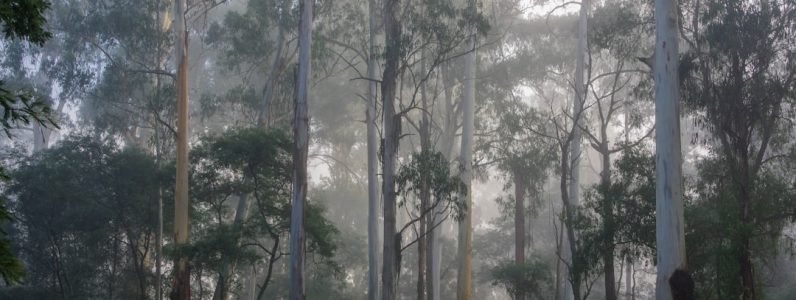 eucalyptus-steam-room-benefits